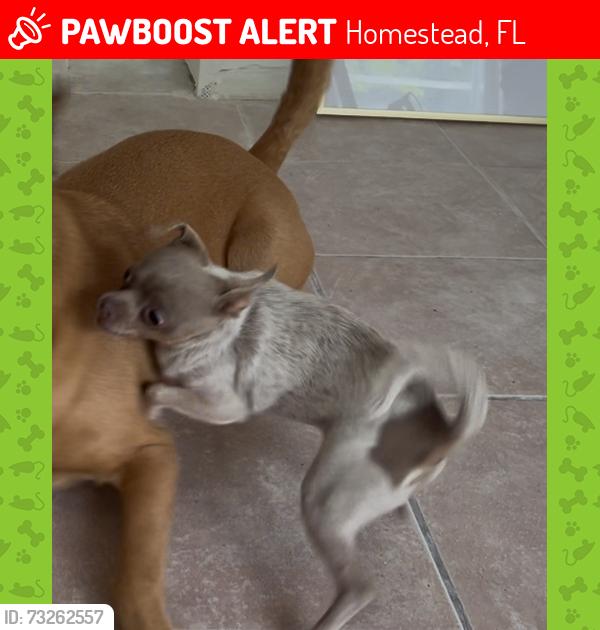 Lost Male Dog last seen Sw 272 St and Redland Rd, Homestead, FL 33031