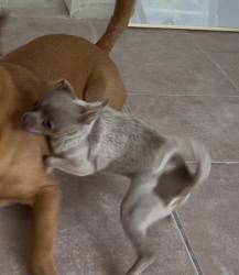 Lost Male Dog last seen Sw 272 St and Redland Rd, Homestead, FL 33031