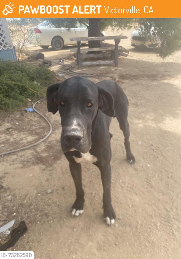 Found/Stray Male Dog last seen Sunny vista rd and Lindero, Victorville, CA 92392