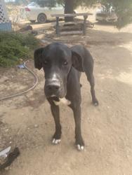 Found/Stray Male Dog last seen Sunny vista rd and Lindero, Victorville, CA 92392