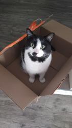 Lost Male Cat last seen Near Dundonald street, Barrie, ON L4M 3T7