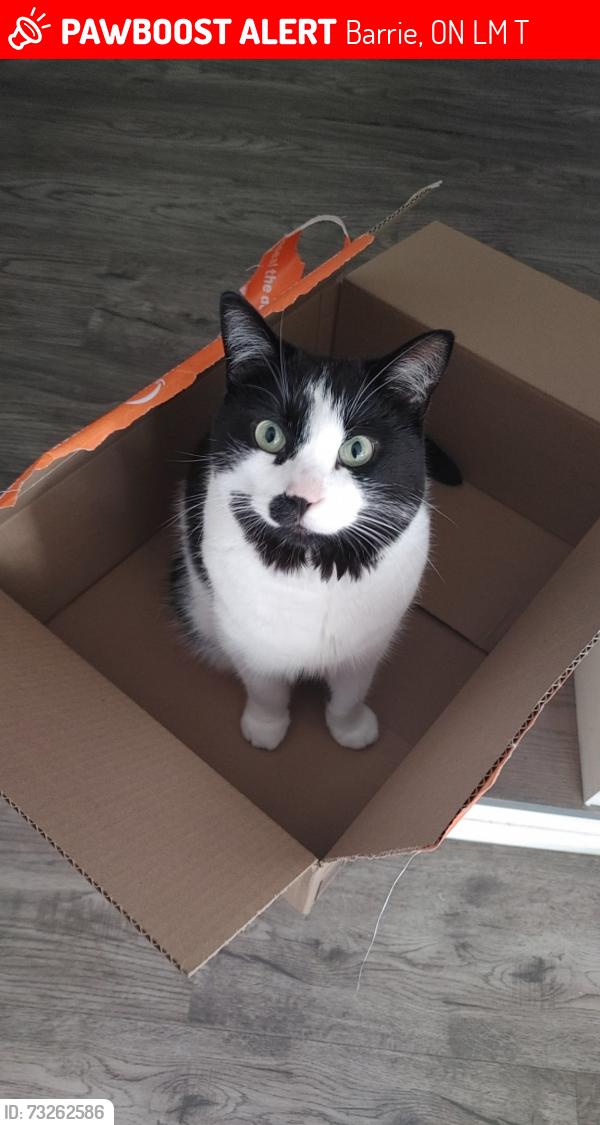 Lost Male Cat last seen Near Dundonald street, Barrie, ON L4M 3T7
