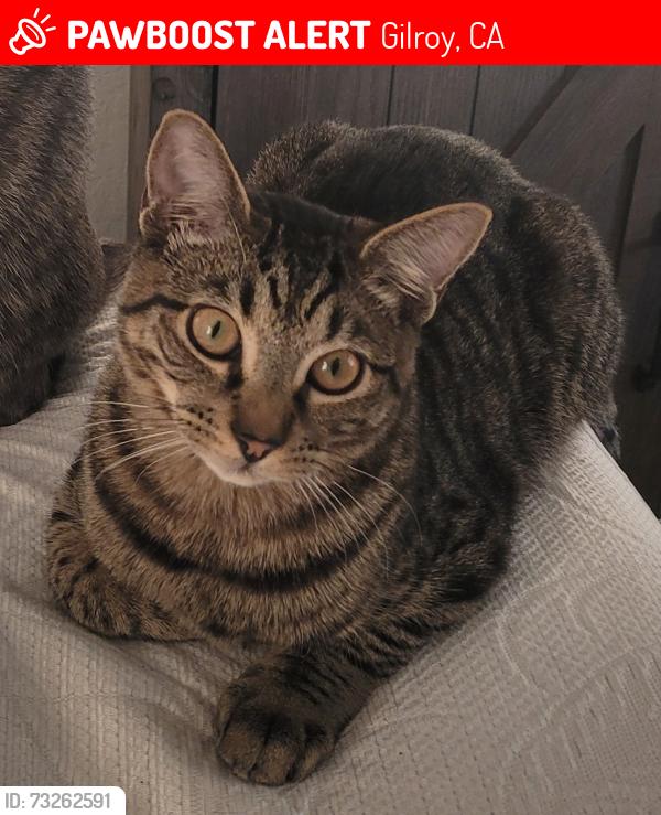 Lost Male Cat last seen Canada Rd, Gilroy, CA 95020