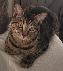 Lost Male Cat last seen Canada Rd, Gilroy, CA 95020