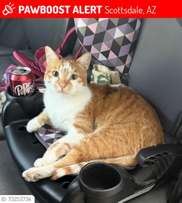 Lost Male Cat last seen Miller and Roosevelt, Scottsdale, AZ 85257