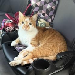 Lost Male Cat last seen Miller and Roosevelt, Scottsdale, AZ 85257