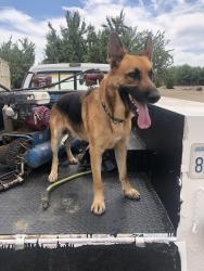 Lost Male Dog last seen Meikle and Lake Rd in Hickman CA. Little older now than in photo, some grey., Stanislaus County, CA 95323