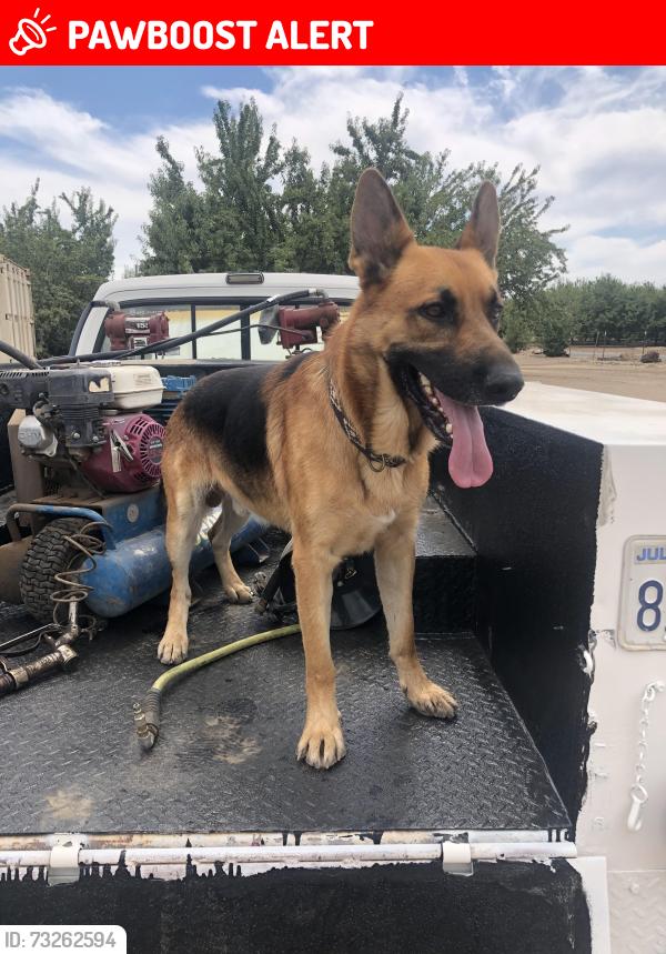 Lost Male Dog last seen Meikle and Lake Rd in Hickman CA. Little older now than in photo, some grey., Stanislaus County, CA 95323