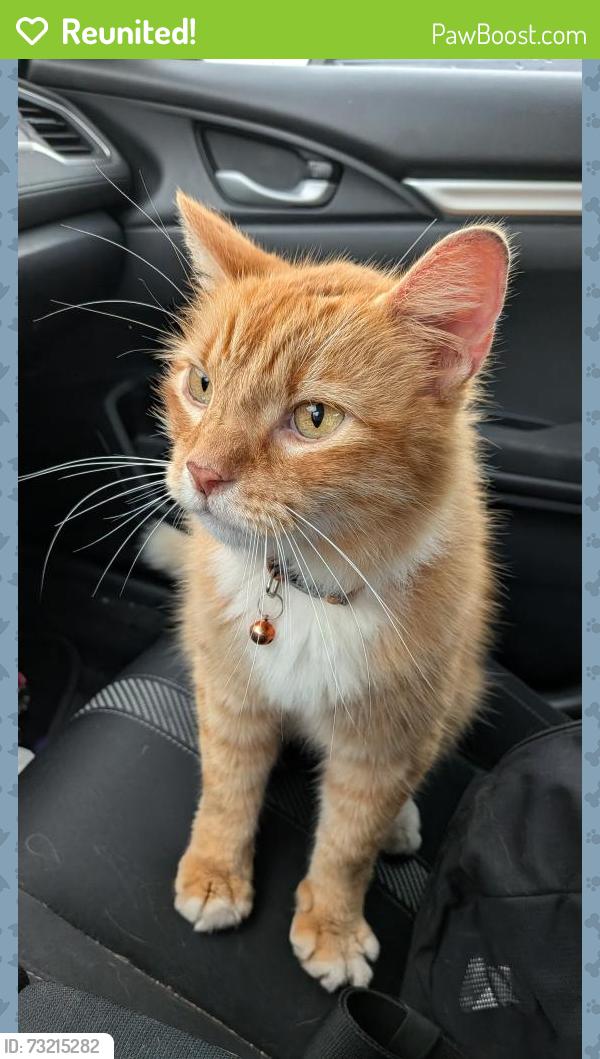Reunited Male Cat last seen George Street Wise Street Salvation Army, Hagerstown, MD 21740