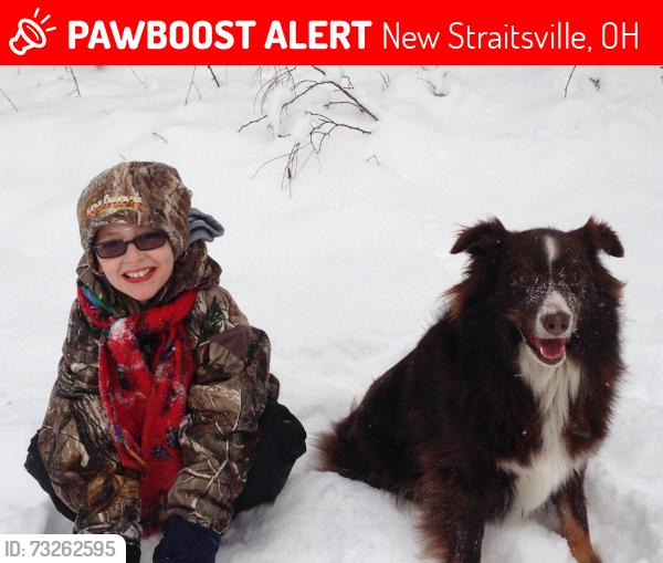 Lost Male Dog last seen State rte 668 and Dutch ridge rd, New Straitsville, OH 43766