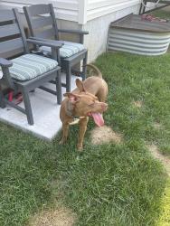 Found/Stray Male Dog last seen Rippa and Lions Chase Drive, St. Louis, MO 63125