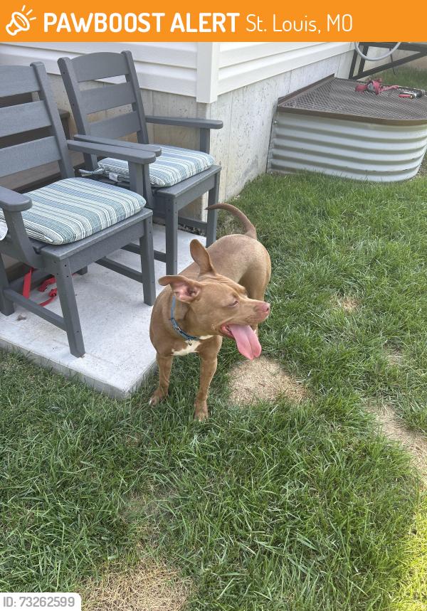 Found/Stray Male Dog last seen Rippa and Lions Chase Drive, St. Louis, MO 63125