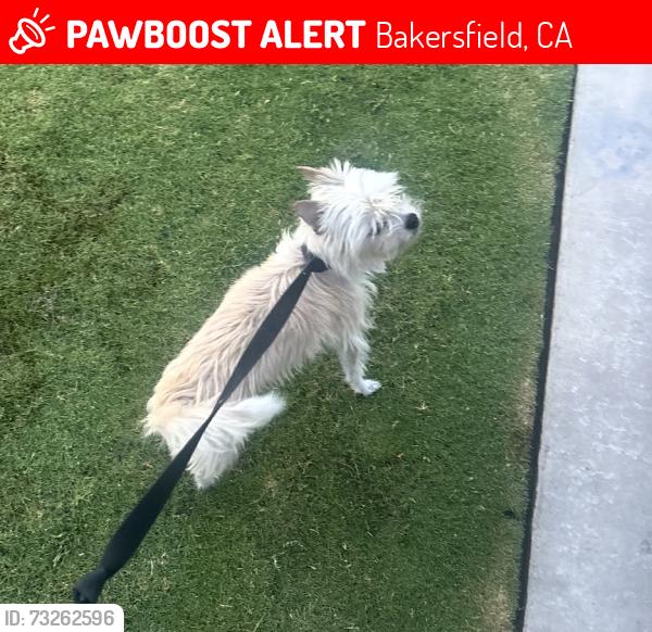 Lost Female Dog last seen Scarlet Oak/ The Oaks, Bakersfield, CA 93311