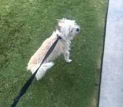 Lost Female Dog last seen Scarlet Oak/ The Oaks, Bakersfield, CA 93311