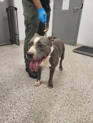 Shelter Stray Male Dog last seen Near Edgefield Avenue, County/Unicorporated, NC, 1491 Business Park Ct, Gastonia, NC 28052, USA