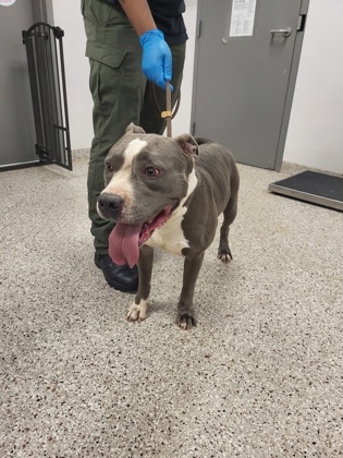 Shelter Stray Male Dog last seen Near Edgefield Avenue, County/Unicorporated, NC, 1491 Business Park Ct, Gastonia, NC 28052, USA
