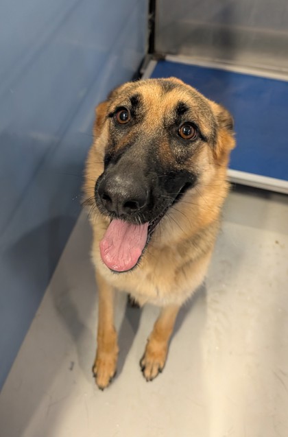 Shelter Stray Female Dog last seen Near Fred Wilson, CITY of El Paso, TX, 5001 Fred Wilson Ave, El Paso, TX 79906, USA