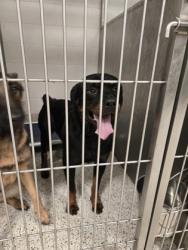 Shelter Stray Male Dog last seen Near Beaver Crk Trl, Atlanta, GA, 1251 Fulton Industrial Blvd NW, Atlanta, GA 30336, USA
