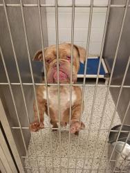 Shelter Stray Male Dog last seen Near Doug Davis Dr, Hapeville, GA, 1251 Fulton Industrial Blvd NW, Atlanta, GA 30336, USA