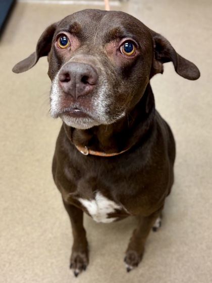 Shelter Stray Male Dog last seen Near Memorial Dr, Decatur, GA 30032, 30032, GA, 3280 Chamblee Dunwoody Rd, Chamblee, GA 30341, USA
