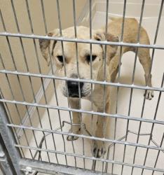 Shelter Stray Male Dog last seen N. Gilmore Rd., Fairfield, OH, 1820 Princeton Rd, Hamilton, OH 45011, USA