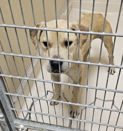 Shelter Stray Male Dog last seen N. Gilmore Rd., Fairfield, OH, 1820 Princeton Rd, Hamilton, OH 45011, USA