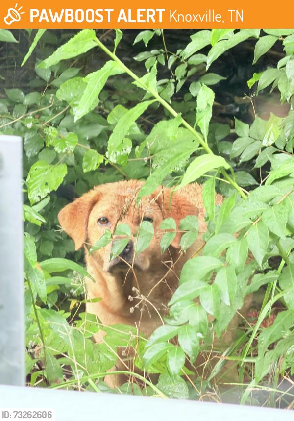 Found/Stray Unknown Dog last seen Before the curve, Knoxville, TN 37917