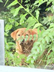 Found/Stray Unknown Dog last seen Before the curve, Knoxville, TN 37917