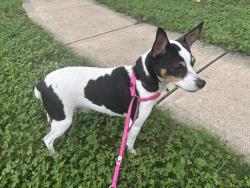 Found/Stray Male Dog last seen Hampton & Capitol, Indianapolis, IN 46208
