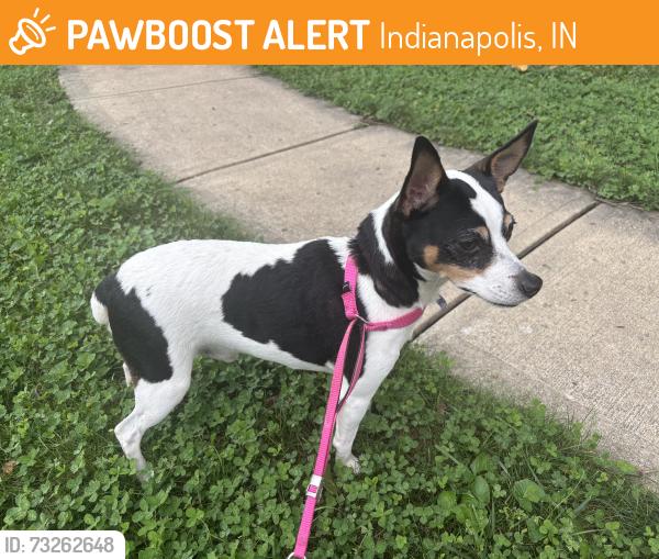 Found/Stray Male Dog last seen Hampton & Capitol, Indianapolis, IN 46208