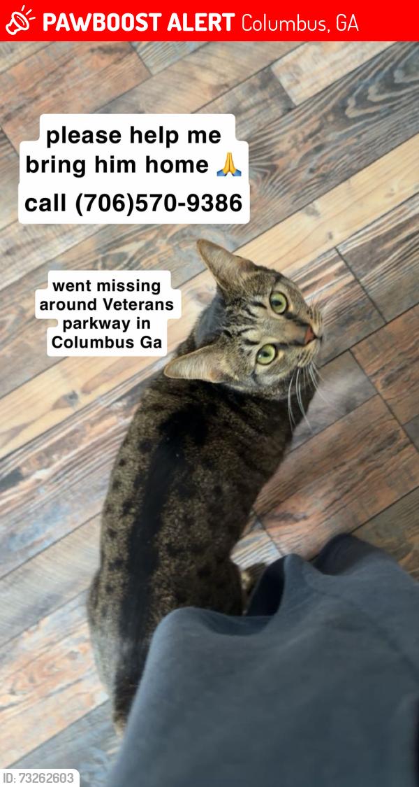 Lost Male Cat last seen veterans parkway, Columbus, GA 31909
