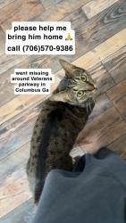 Lost Male Cat last seen veterans parkway, Columbus, GA 31909