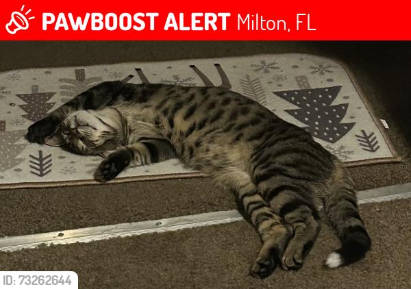 Lost Male Cat last seen Trail ride north or south, Milton, FL 32570