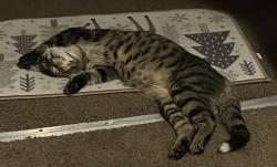 Lost Male Cat last seen Trail ride north or south, Milton, FL 32570