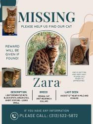 Reunited Female Cat last seen 14 mile and Ryan Rd Sterling Heights Michigan, Sterling Heights, MI 48310