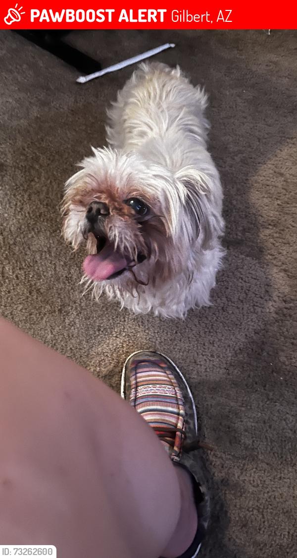 Lost Male Dog last seen Gilbert, Arizona, Gilbert, AZ 85233