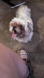 Lost Male Dog last seen Gilbert, Arizona, Gilbert, AZ 85233