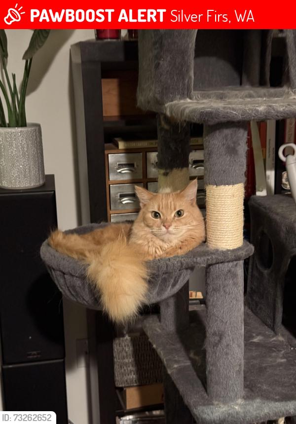Lost Female Cat last seen 177th Place SE, Silver Firs, WA 98012