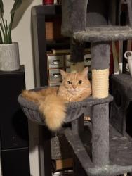 Lost Female Cat last seen 177th Place SE, Silver Firs, WA 98012