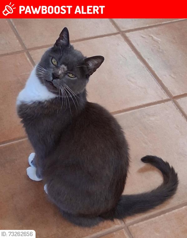 Lost Male Cat last seen Achenbach and Ruby Mine Road, Las Cruces, Doña Ana County, NM 88011