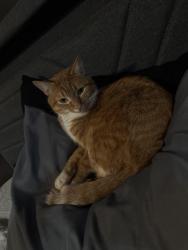 Lost Male Cat last seen Wrightwood and Luna, Chicago, IL 60639