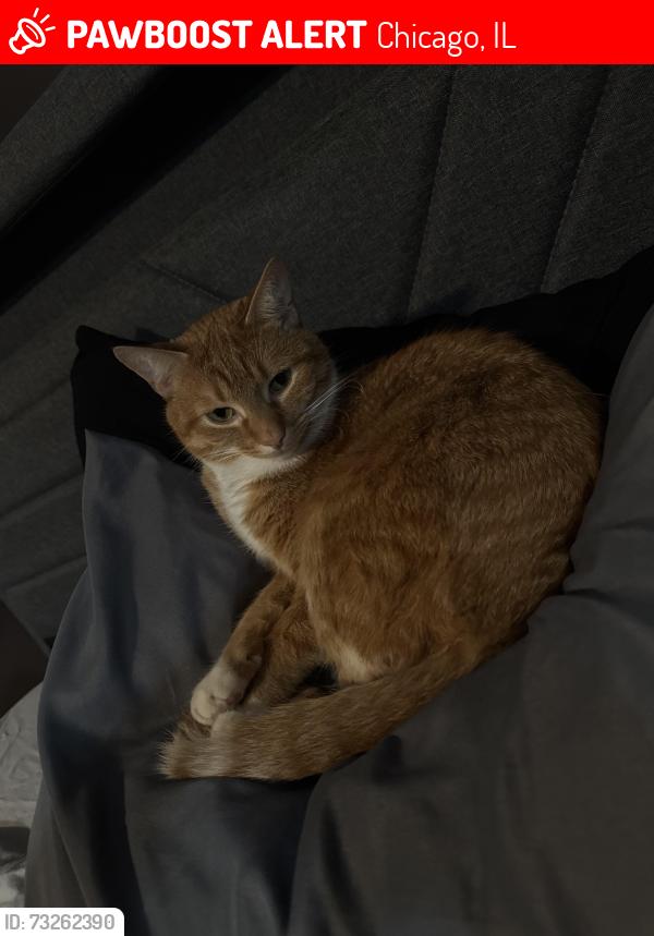 Lost Male Cat last seen Wrightwood and Luna, Chicago, IL 60639