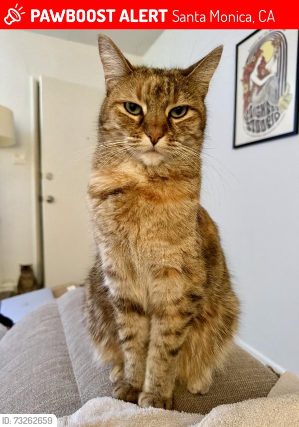 Lost Female Cat last seen Cedar St & 10th, Santa Monica, CA 90405