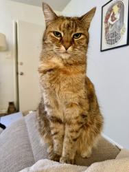 Lost Female Cat last seen Cedar St & 10th, Santa Monica, CA 90405
