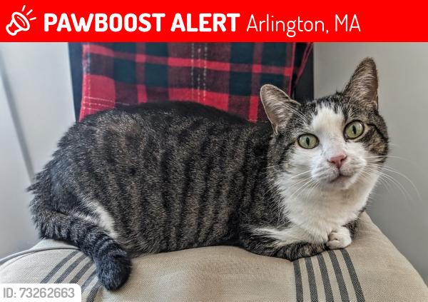 Lost Female Cat last seen Exeter and Rawson, Arlington, MA 02474