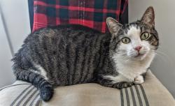 Lost Female Cat last seen Exeter and Rawson, Arlington, MA 02474
