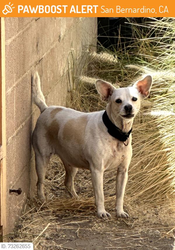 Found/Stray Female Dog last seen 39th and Parkside Dr. San Bernardino, San Bernardino, CA 92404