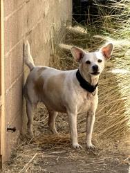 Found/Stray Female Dog last seen 39th and Parkside Dr. San Bernardino, San Bernardino, CA 92404