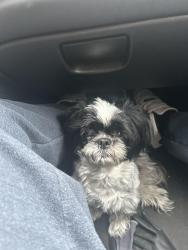 Lost Female Dog last seen mchenry, Cincinnati, OH 45211
