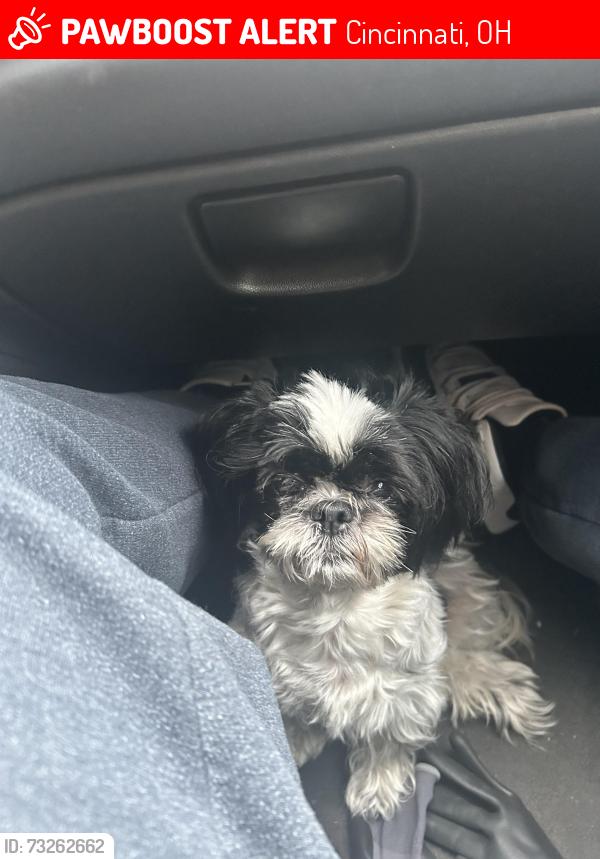 Lost Female Dog last seen mchenry, Cincinnati, OH 45211